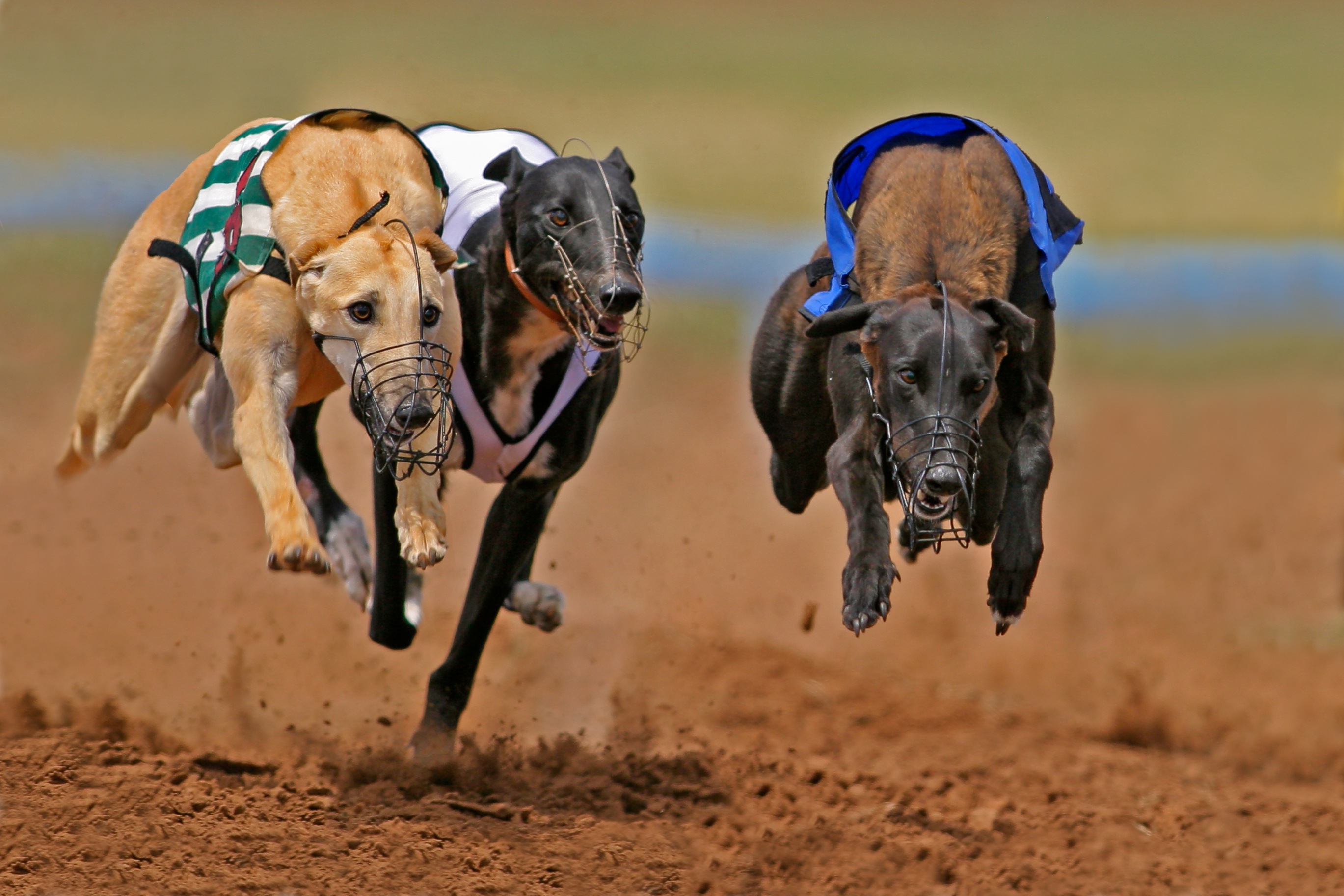 Greyhounds racing