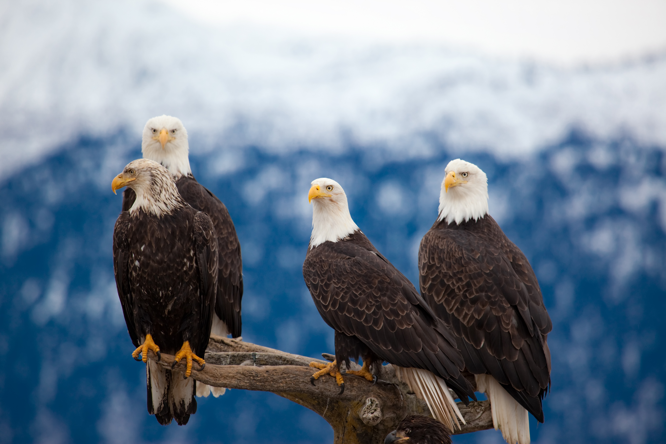 Bald eagles