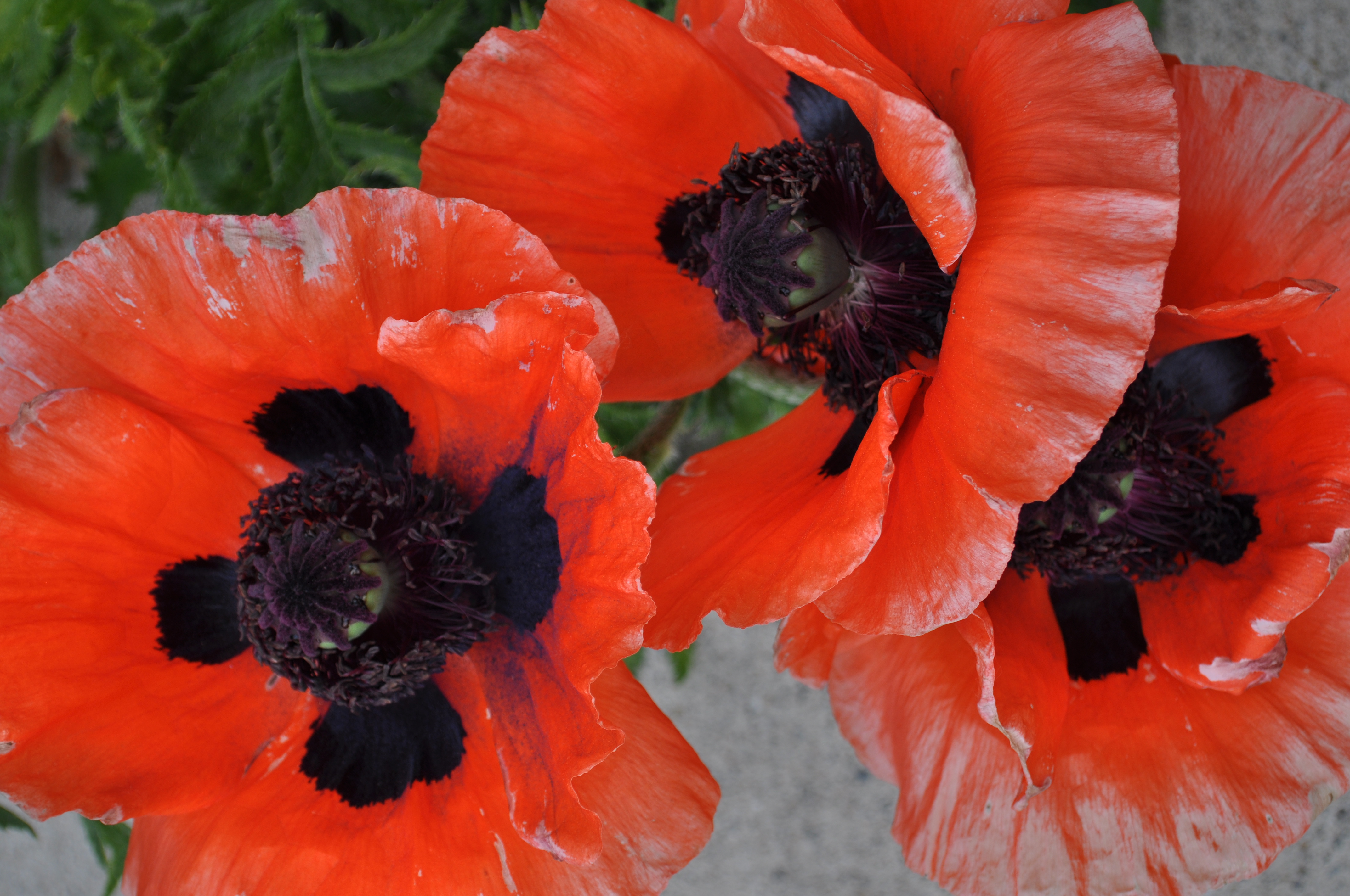 Oriental poppies