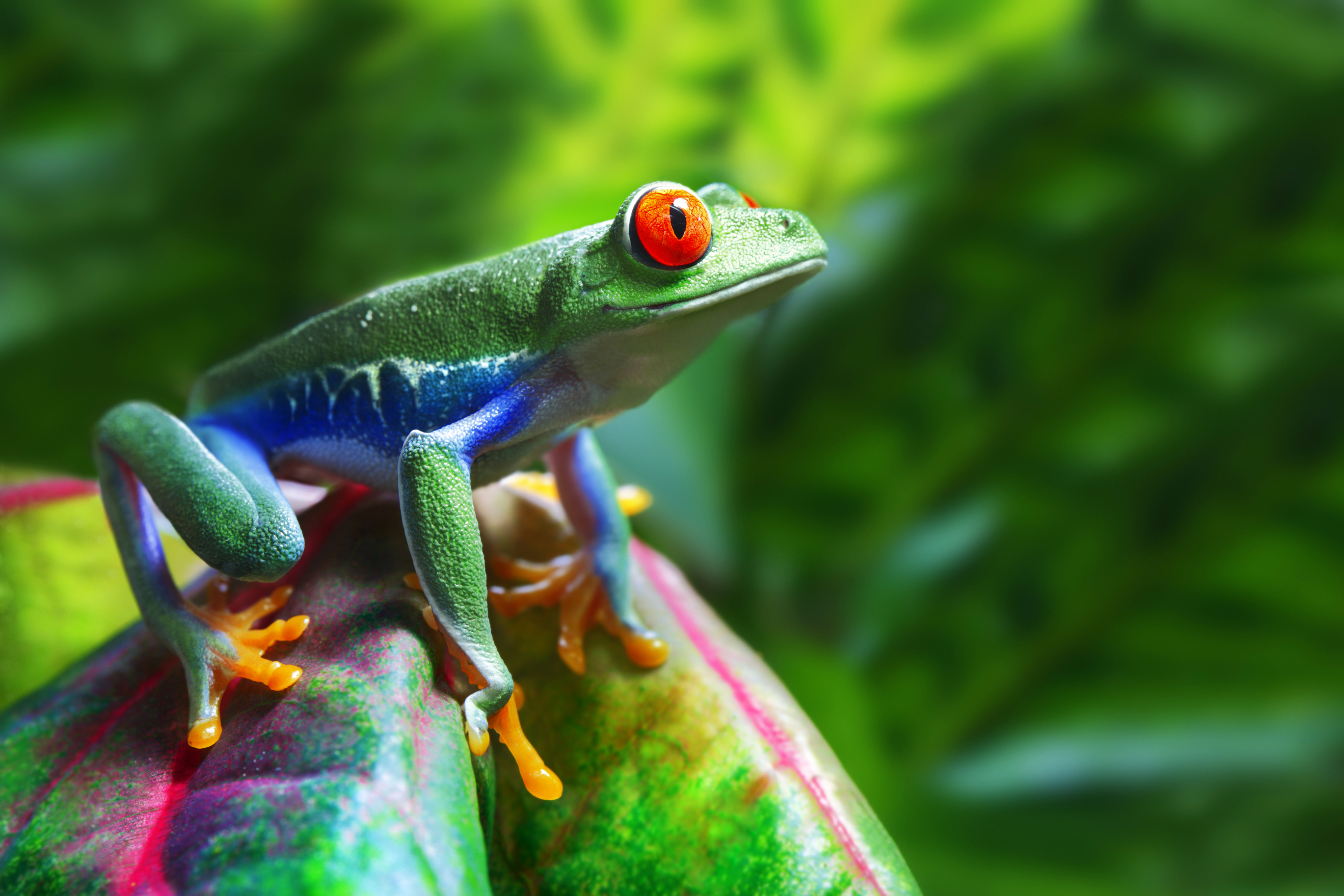 Red-eyed tree frog