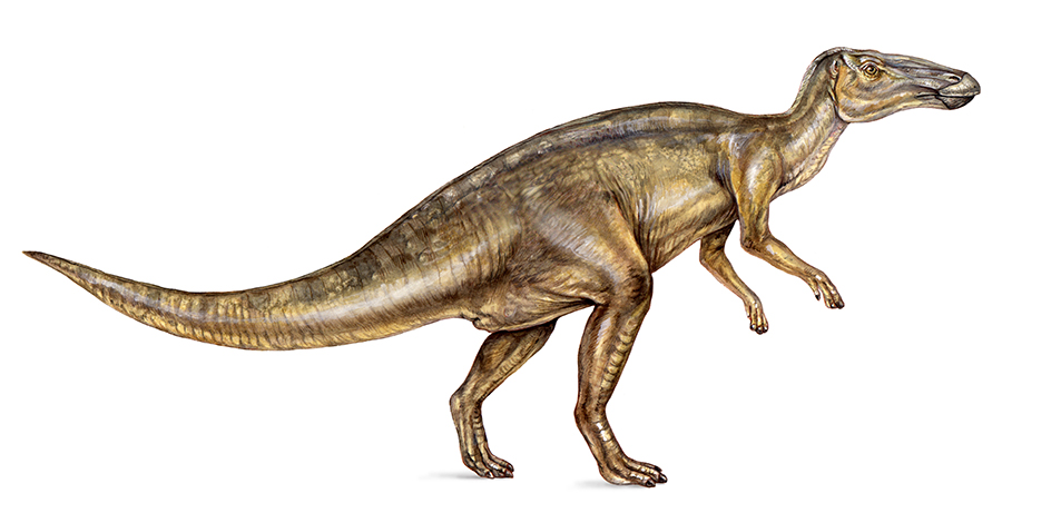 Edmontosaurus