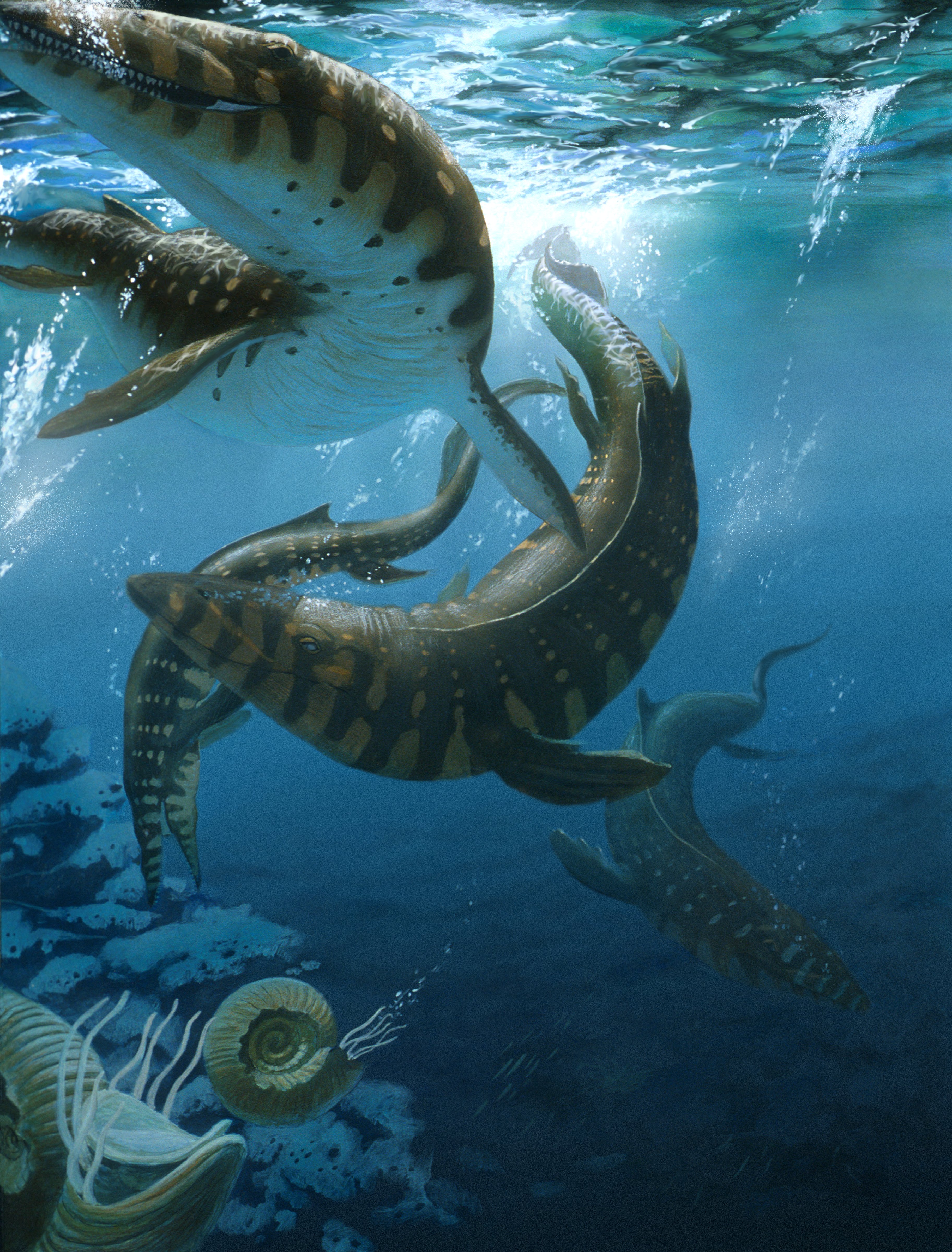 Mosasaurs