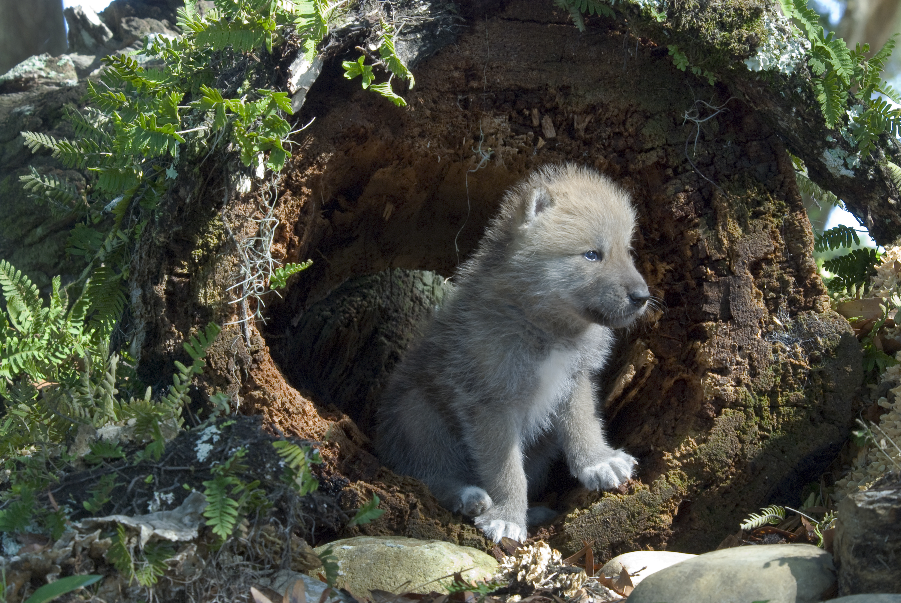 Arctic wolf pup in den