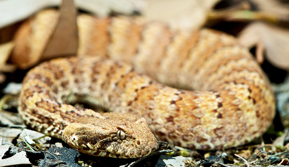 Death adder