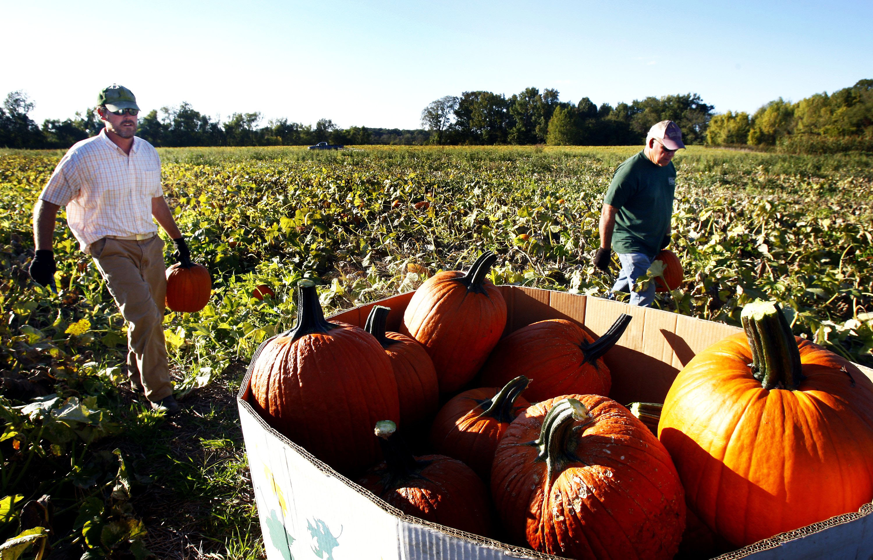 Pumpkin farm in Mississippi