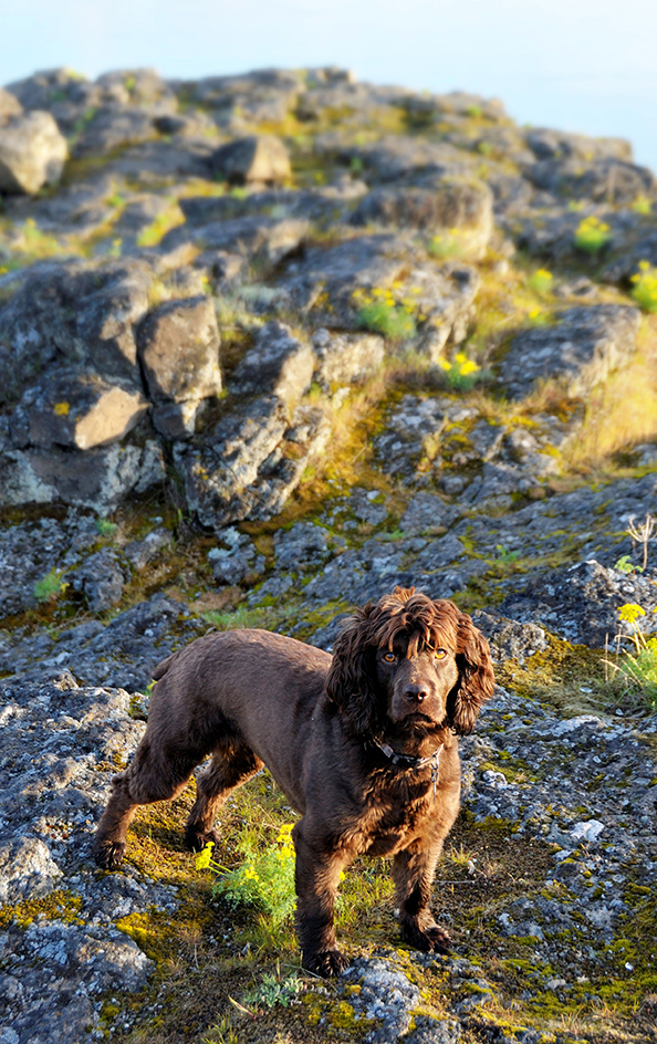 Boykin spaniel