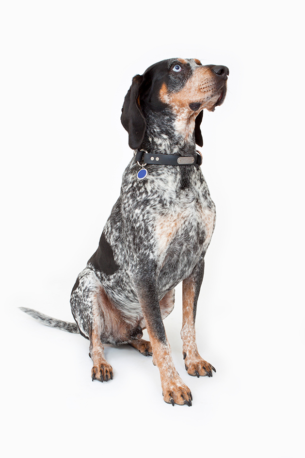 Bluetick coonhound