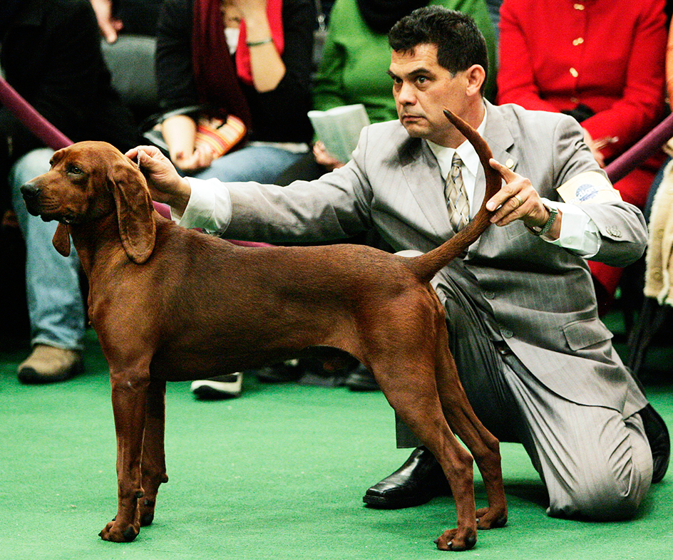 Redbone coonhound