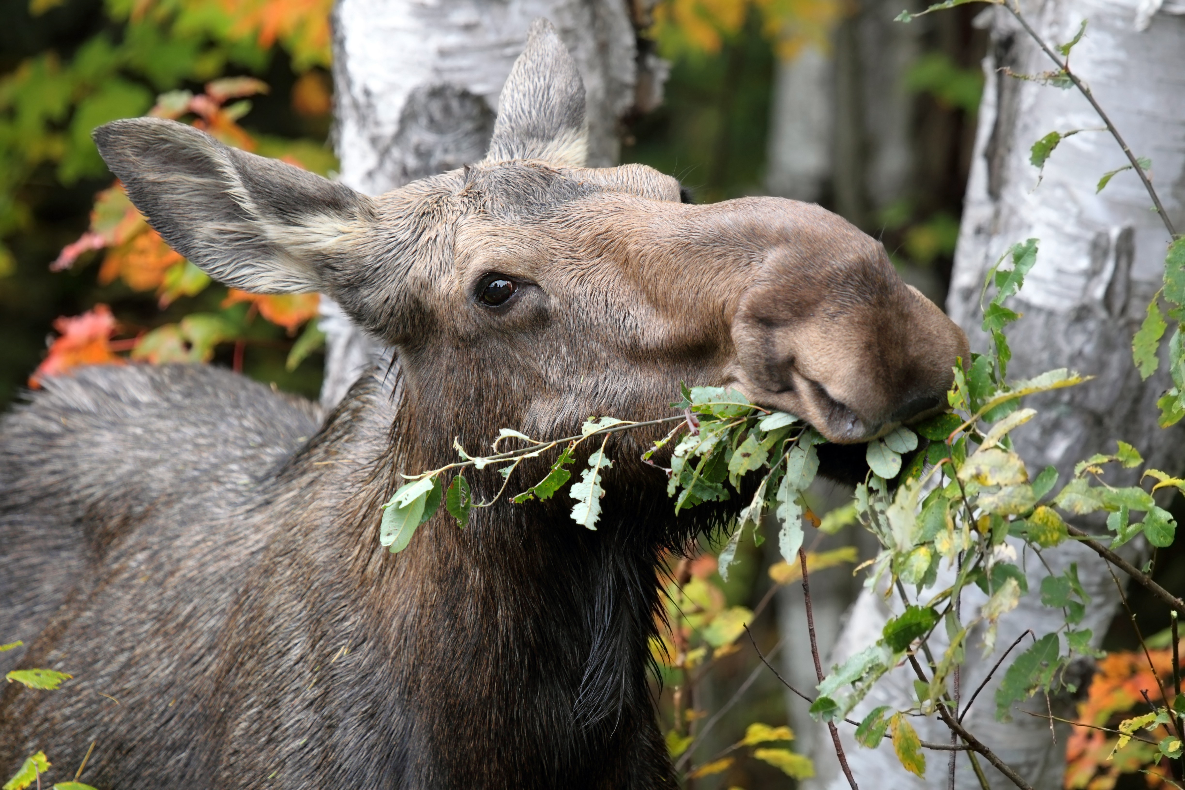 Female moose munching leaves