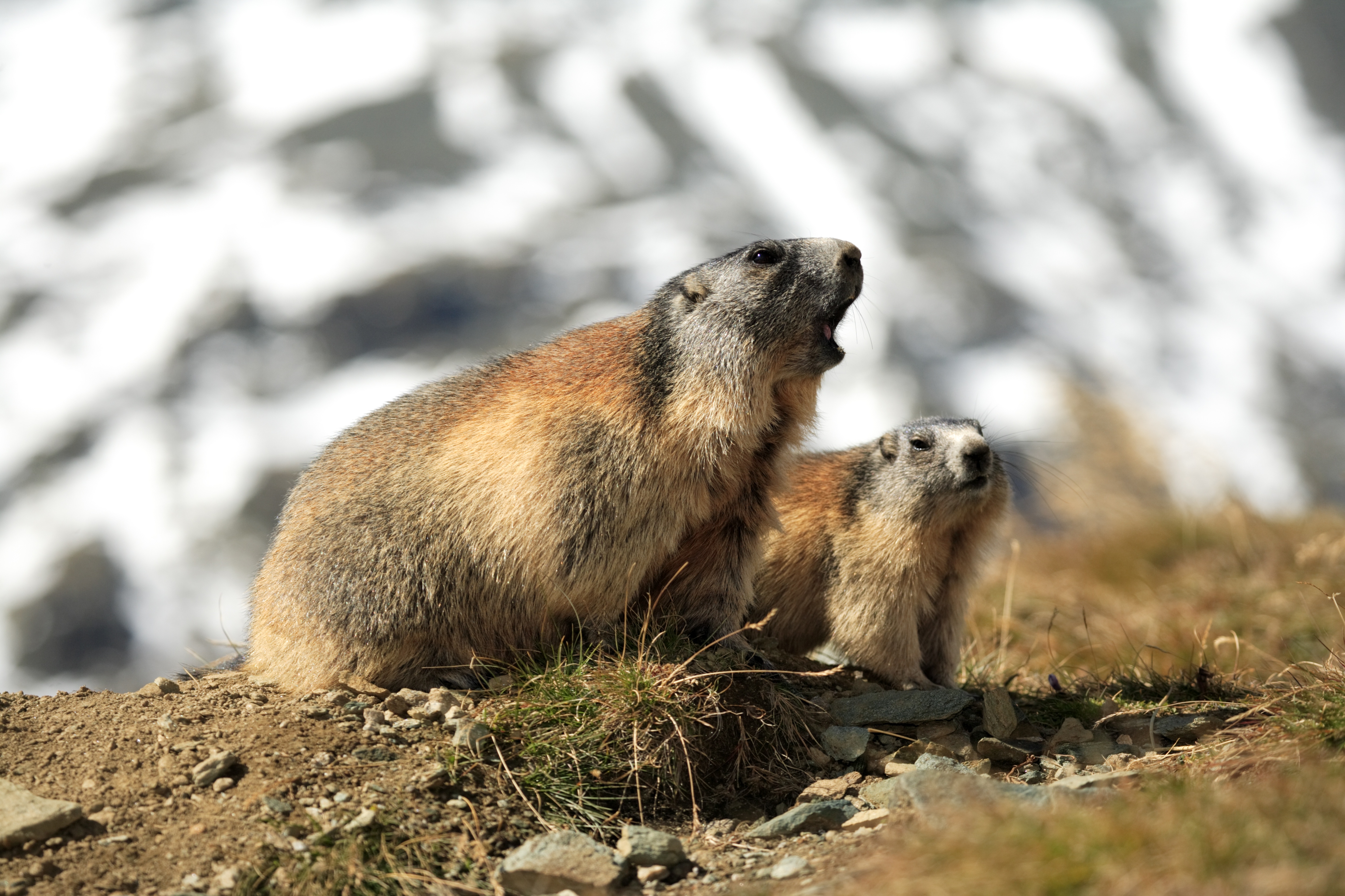 Alpine marmots