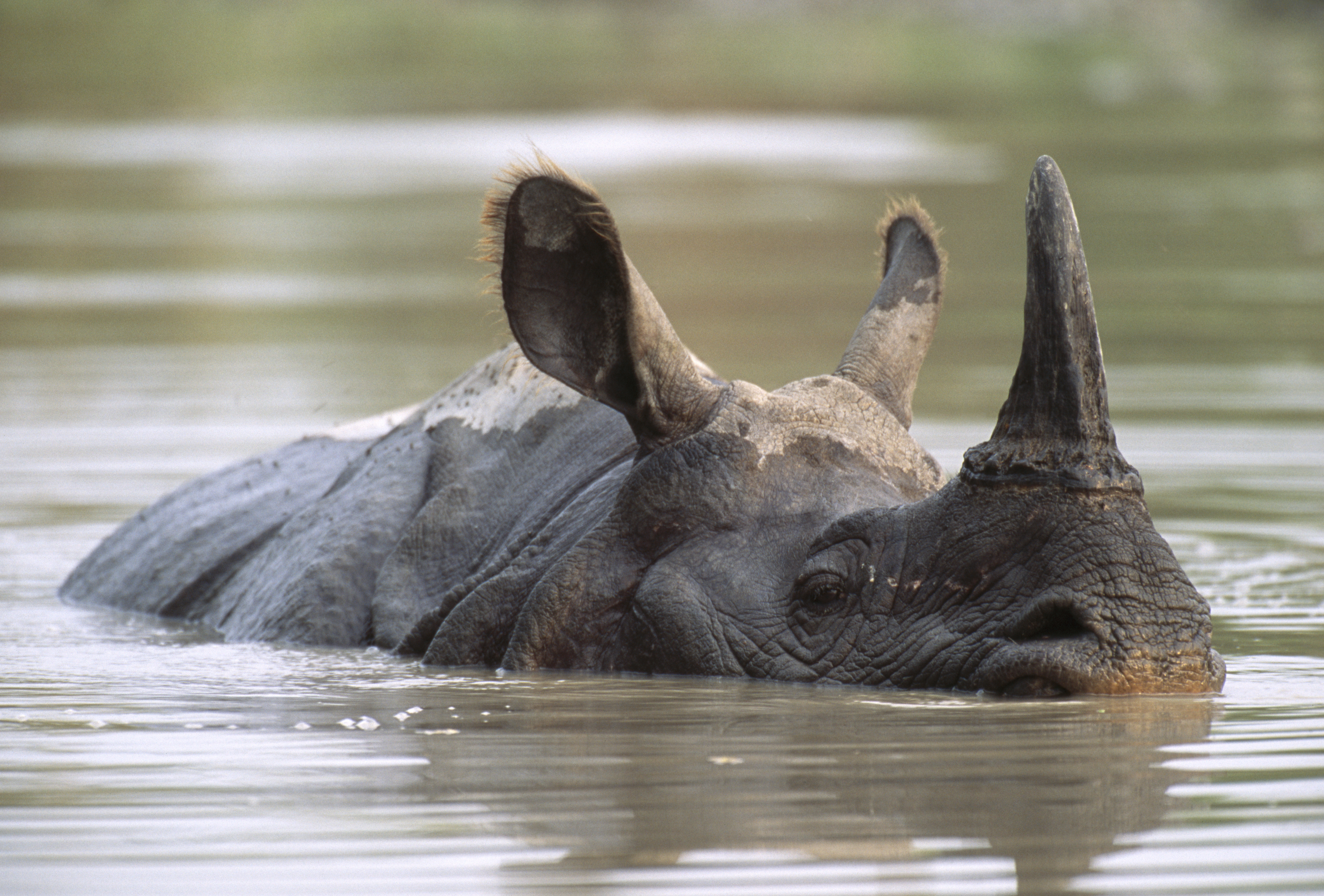 Greater one-horned rhinoceros