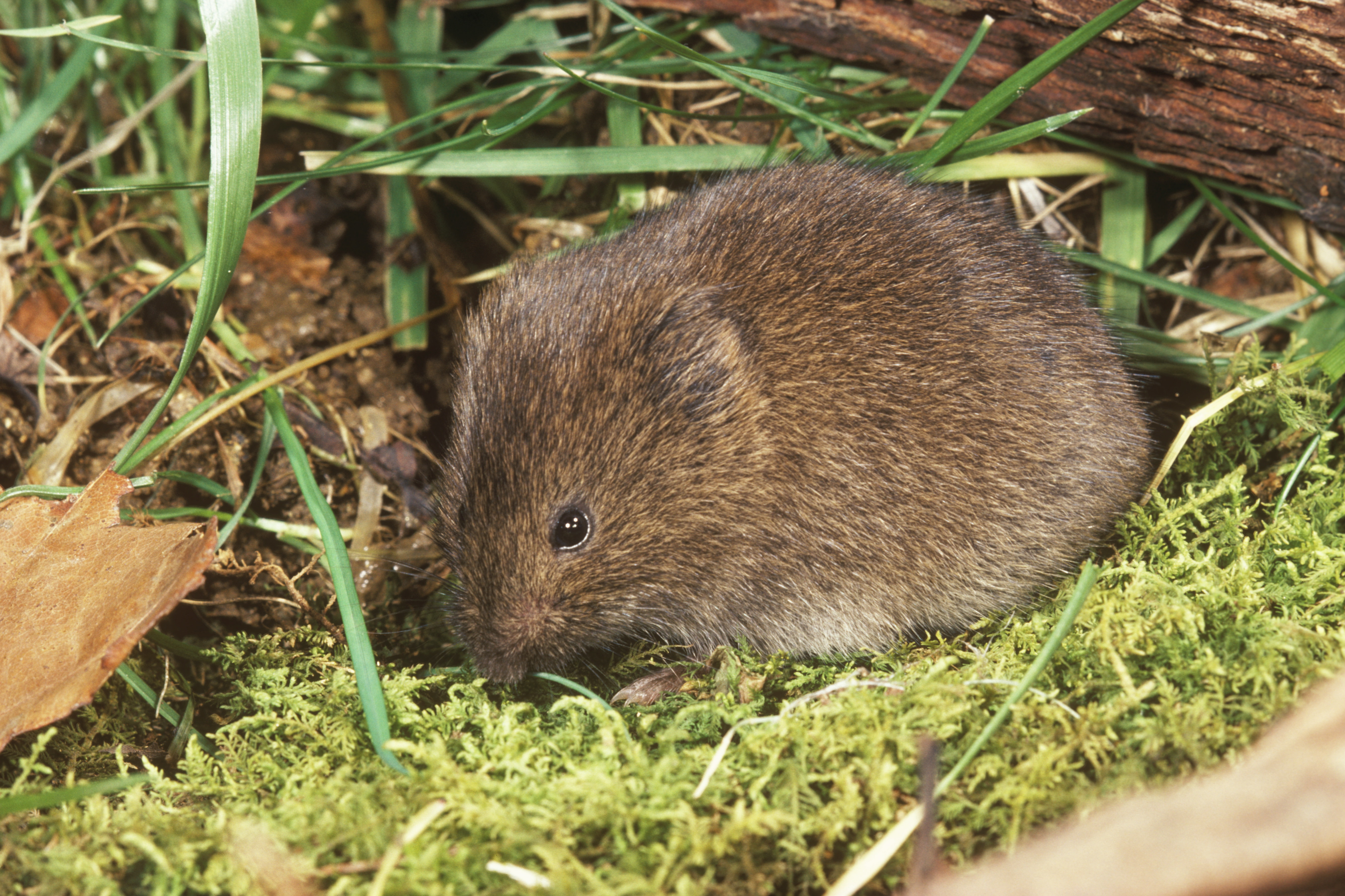 Meadow vole