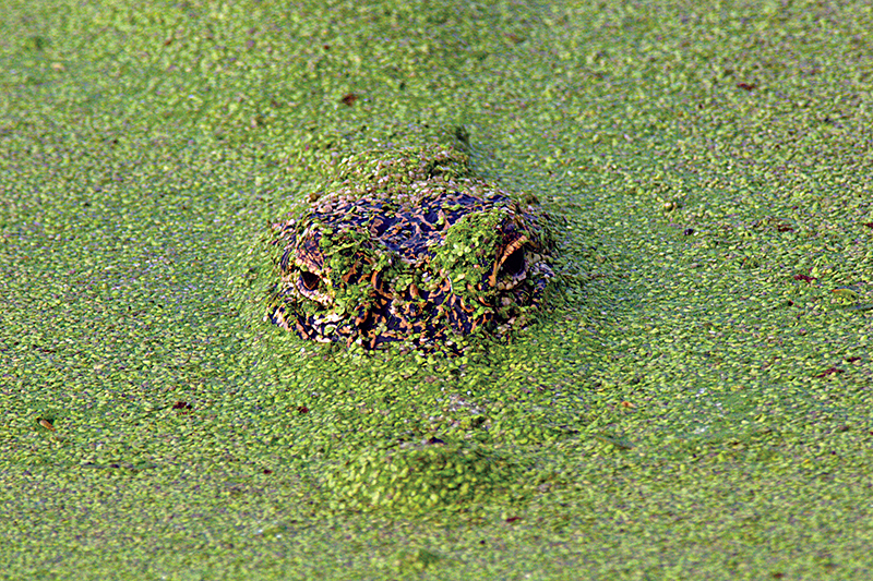 Duckweed