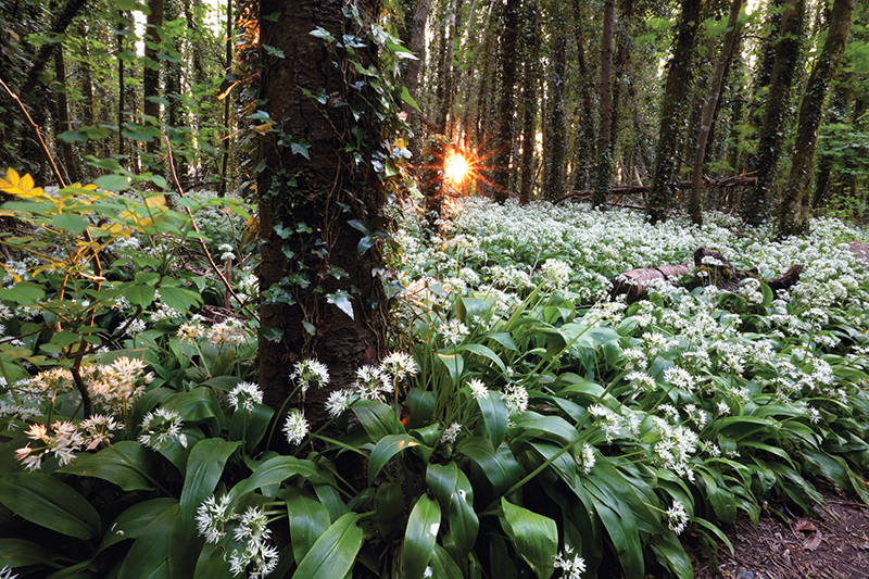 Plant life in a forest