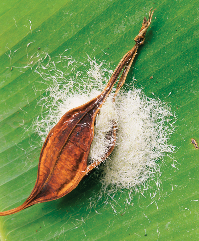 Orchid seeds