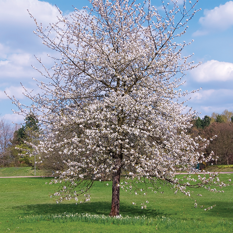 Cherry tree in bloom