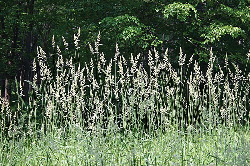 Wild grass