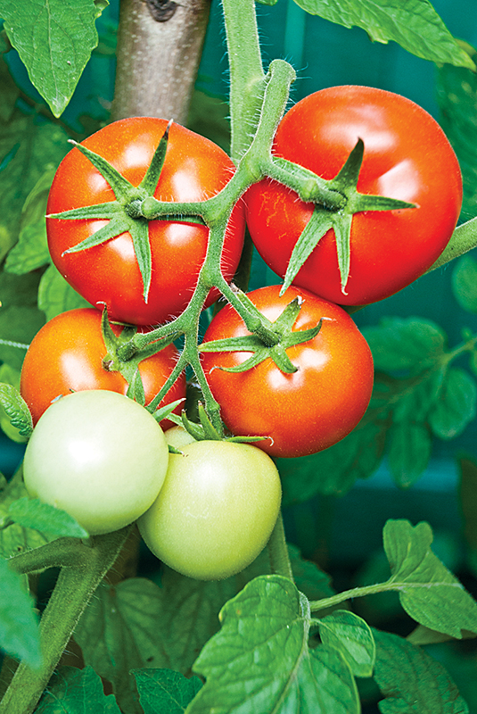 Tomato plant with fruits