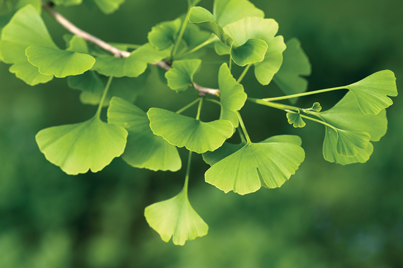 Ginkgo leaves