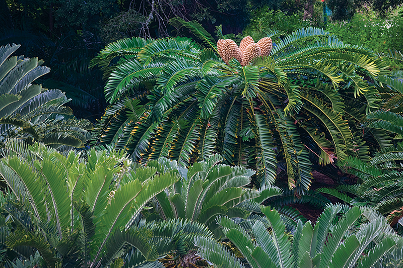 Cycad