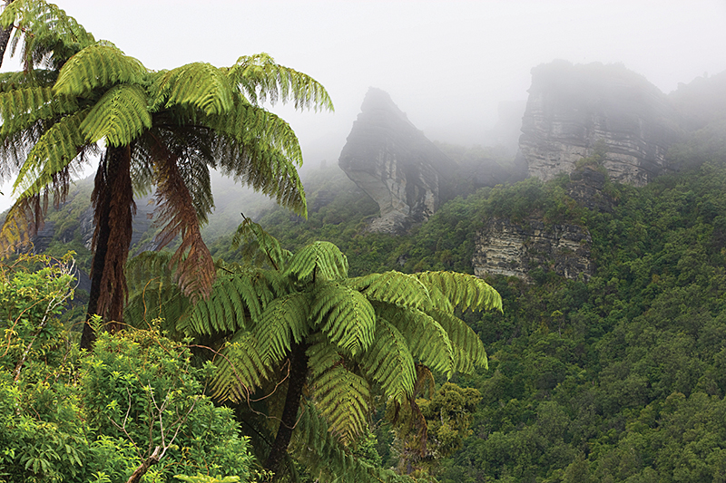 Tree ferns