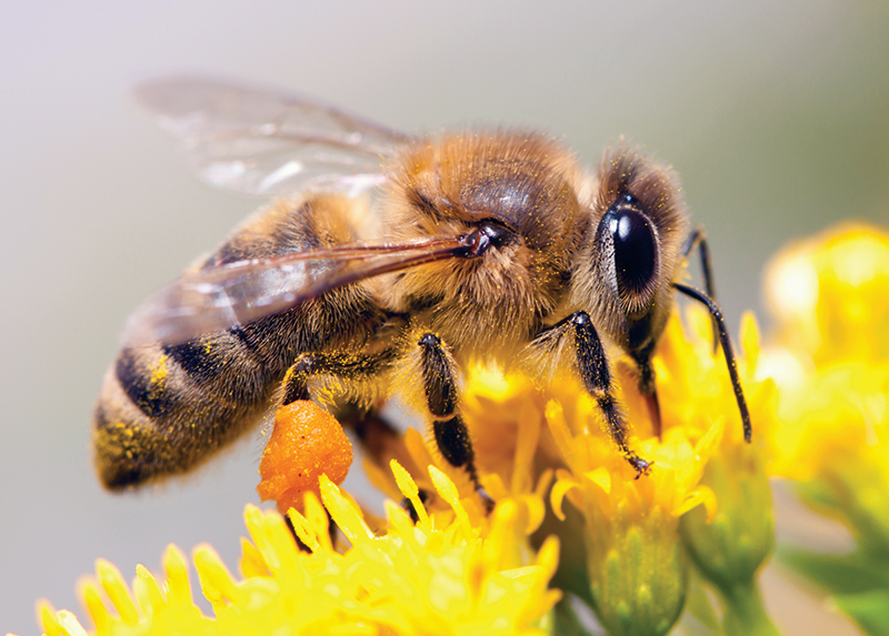 Bee pollinating a flower