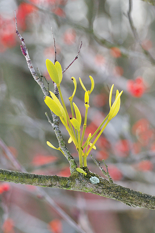 European mistletoe