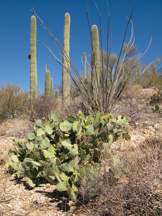 Desert plants