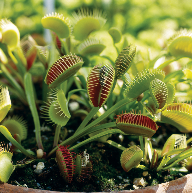 Carnivorous plants