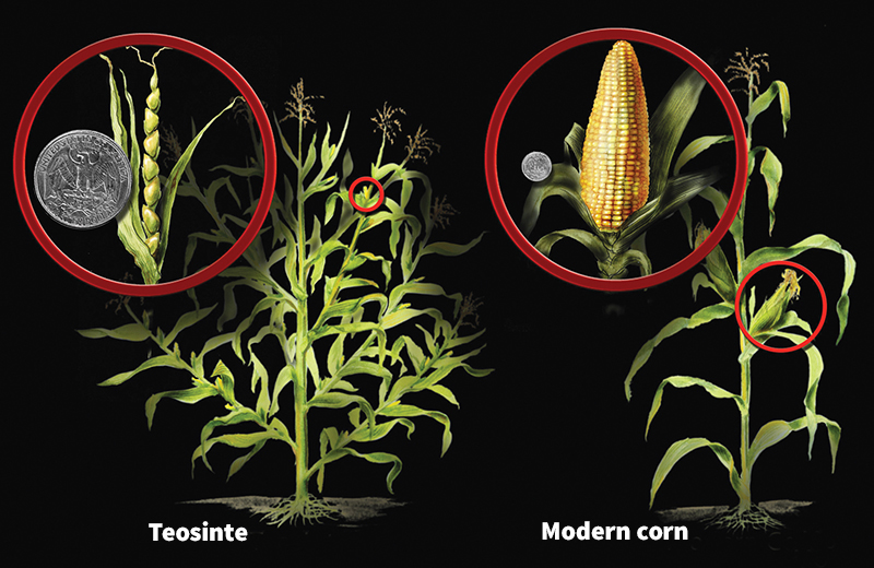 The domestication of corn