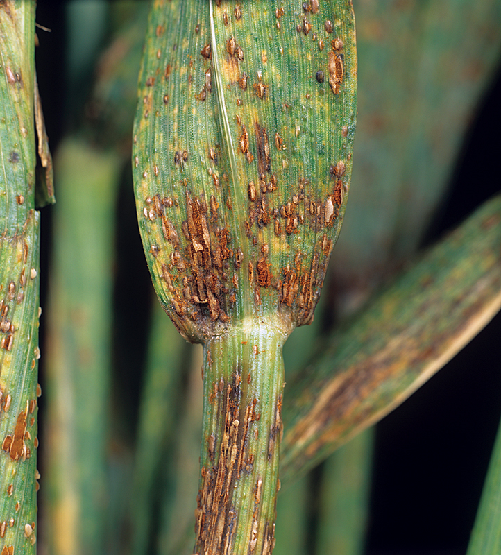 Plant diseases