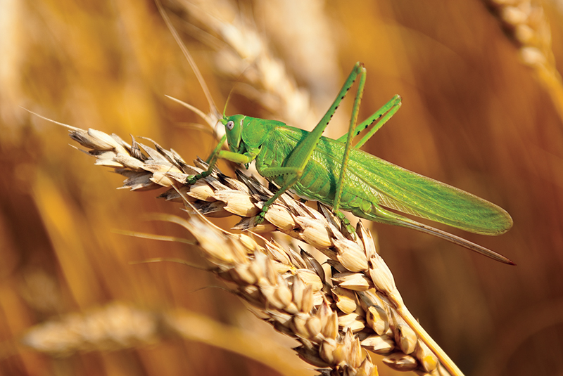 Insect pests damage plants