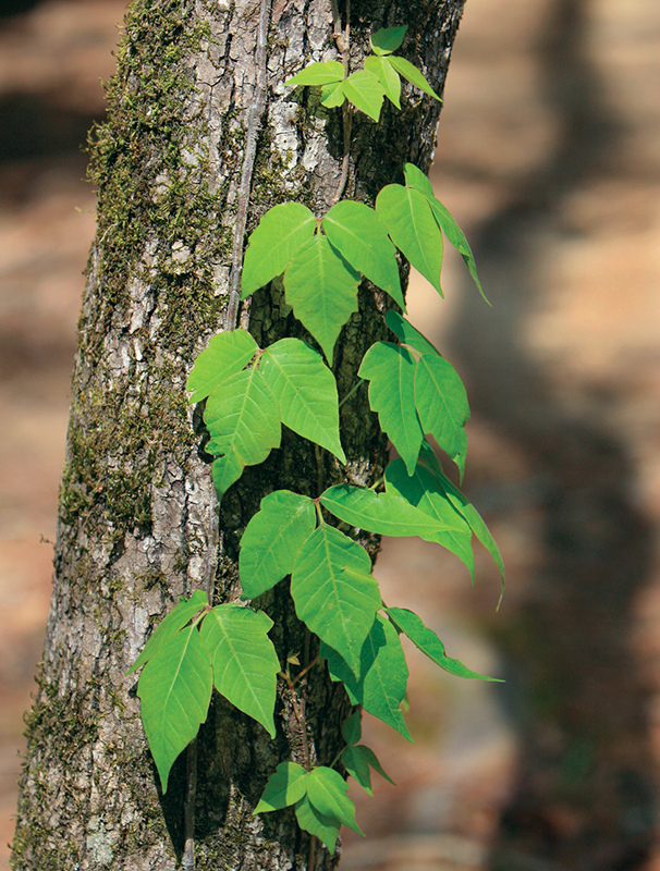 Poison ivy