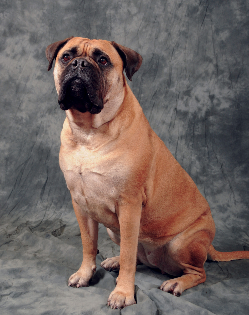 Bullmastiff