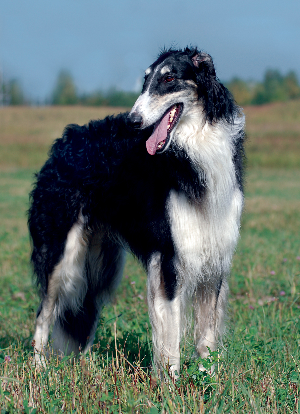 Borzoi