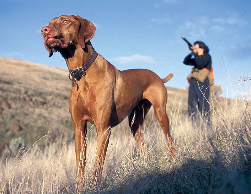 Hunting dog