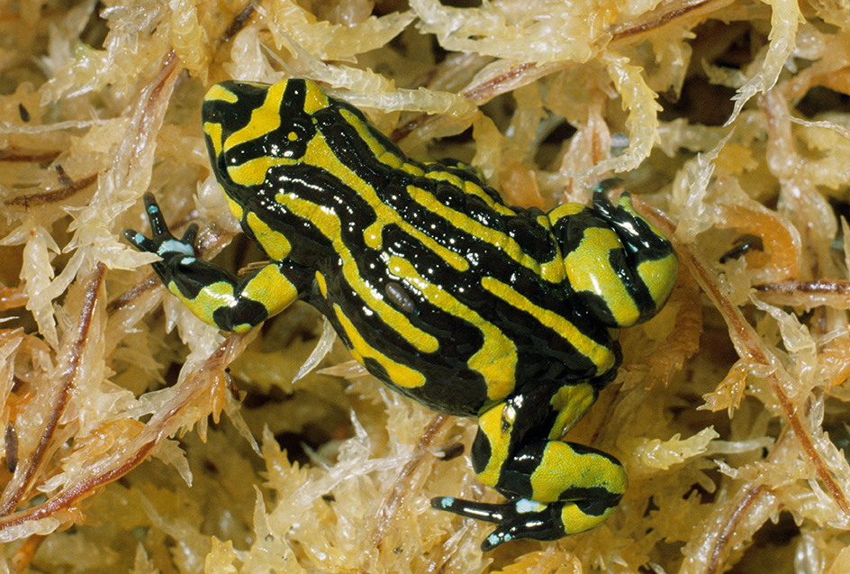 Corroboree frog