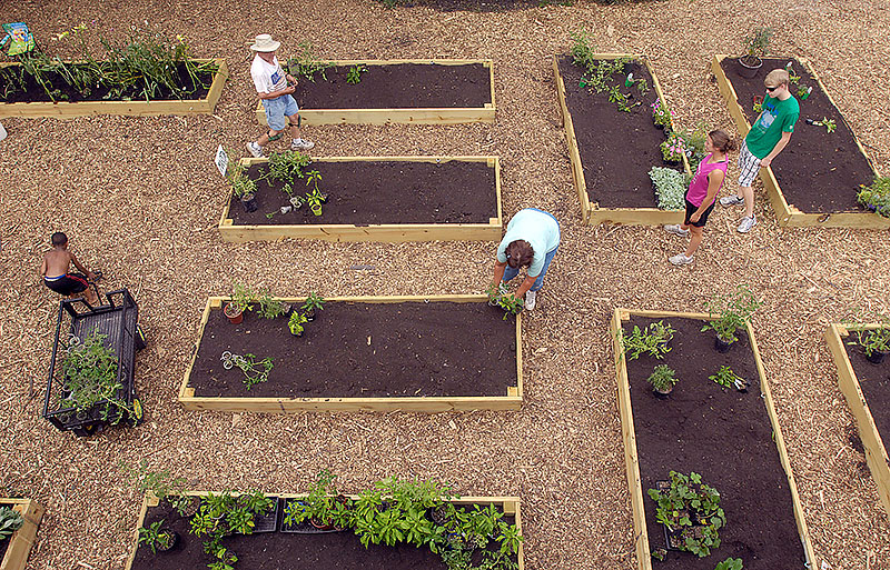 4-H city gardening project