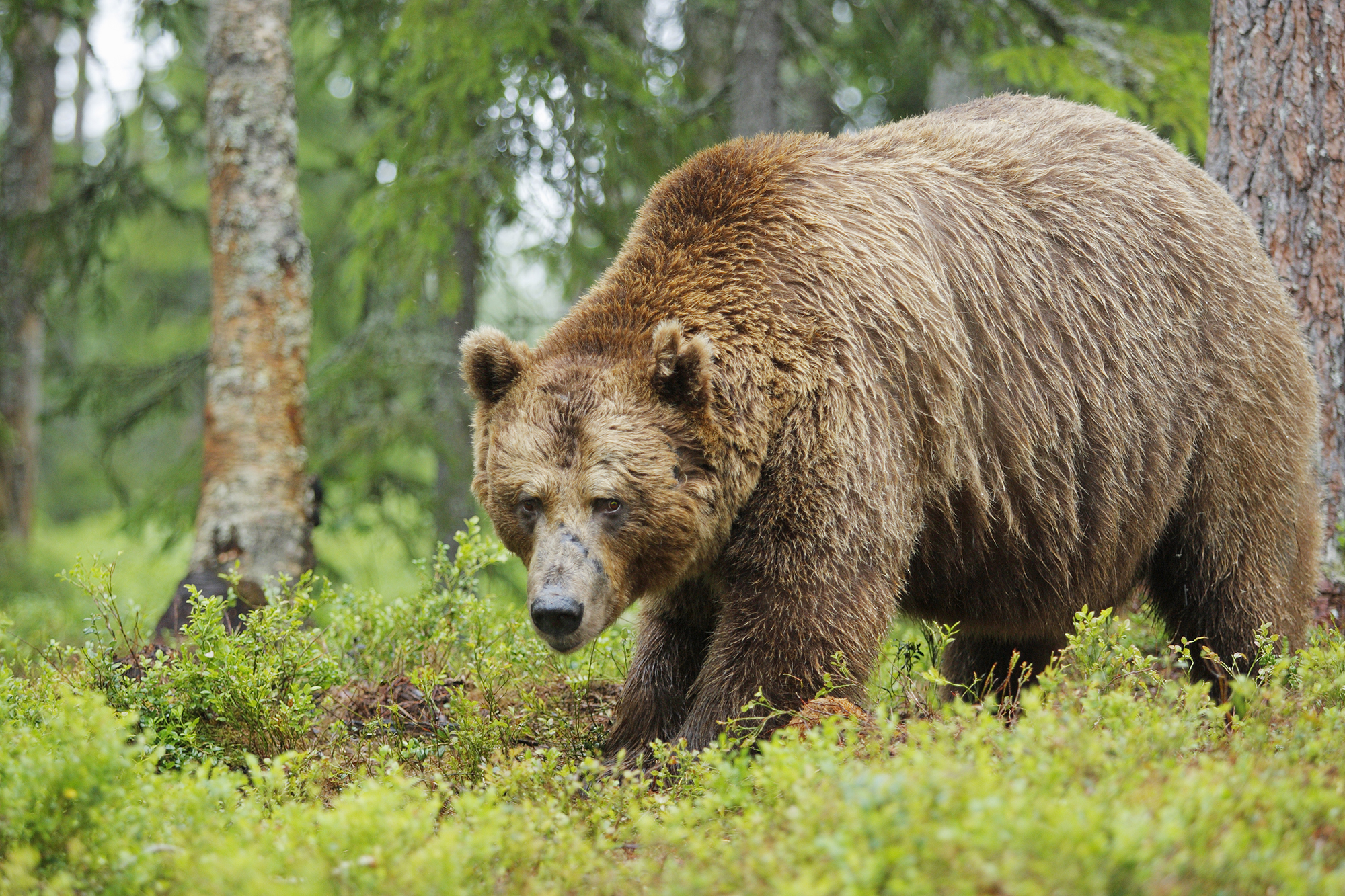 Brown Bear