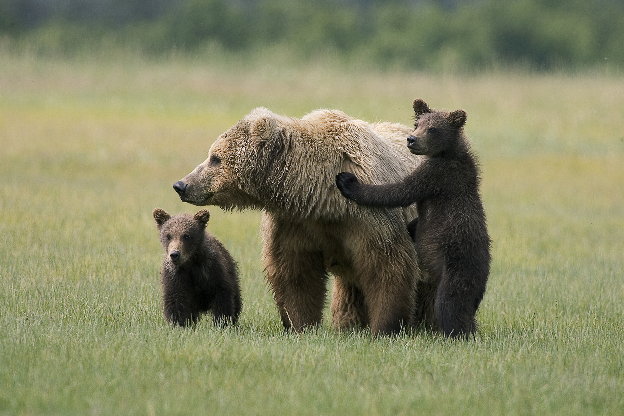 Grizzly bear with cubs