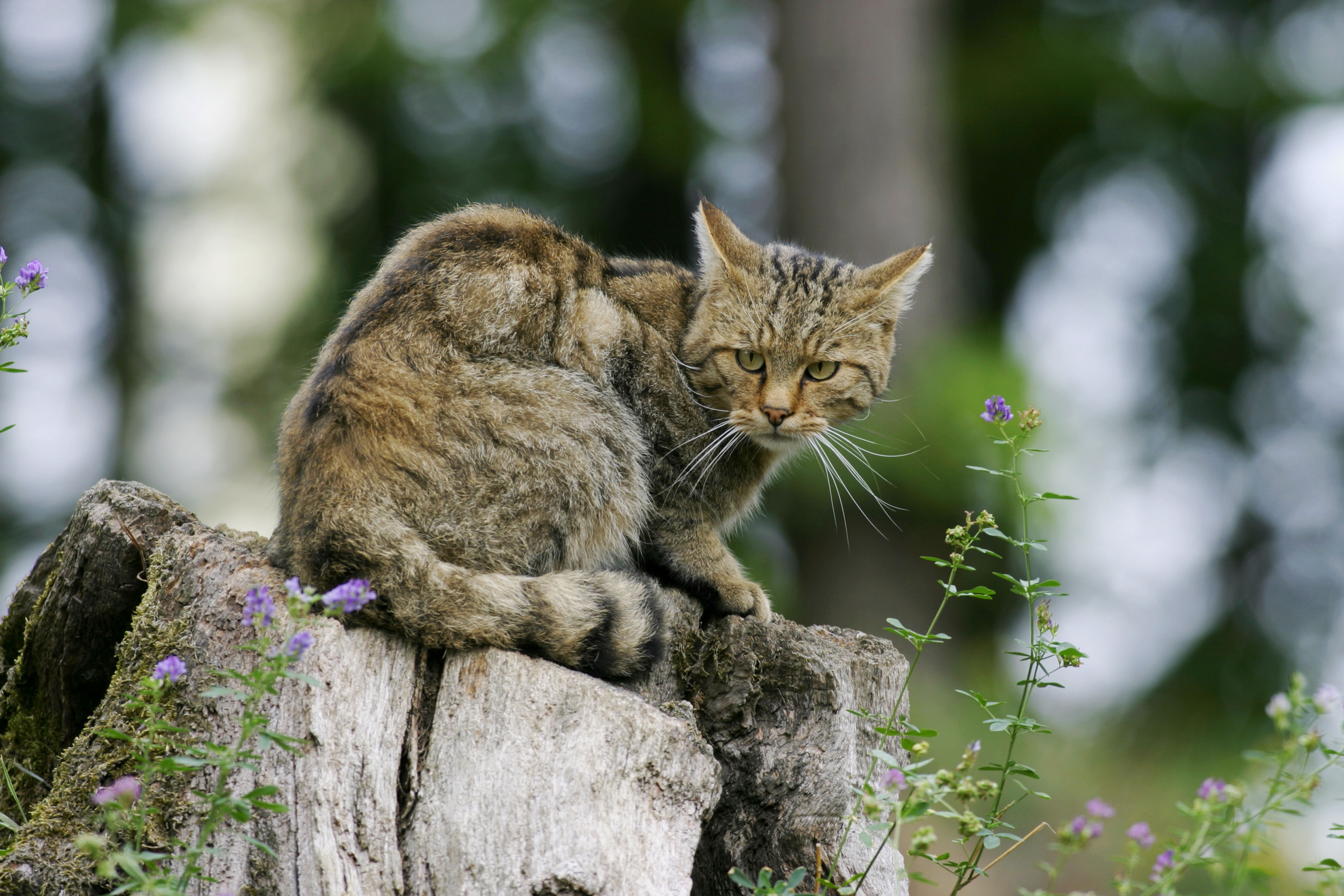 European wildcat resting on a tree stump