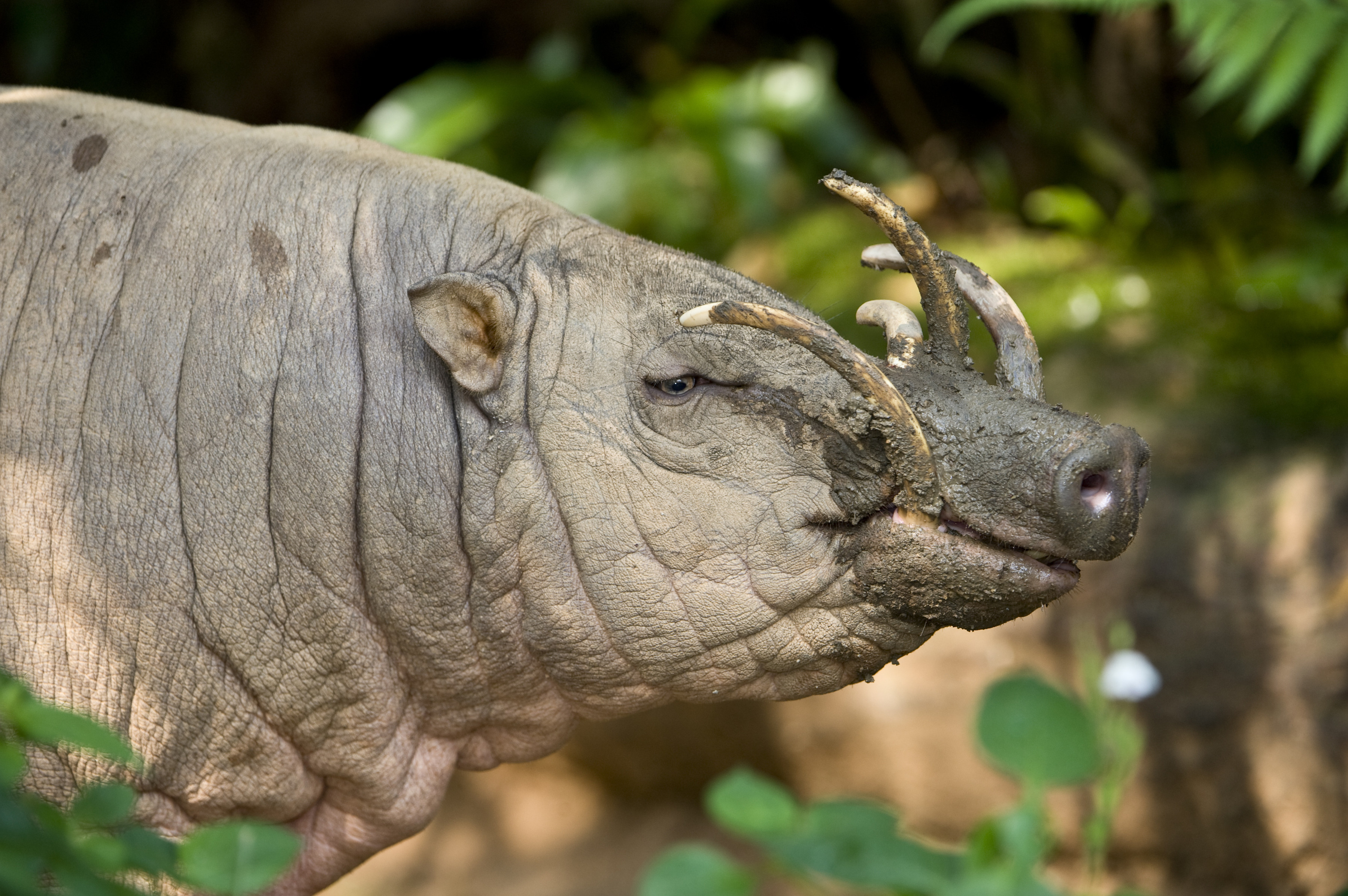 Babirusa tusks