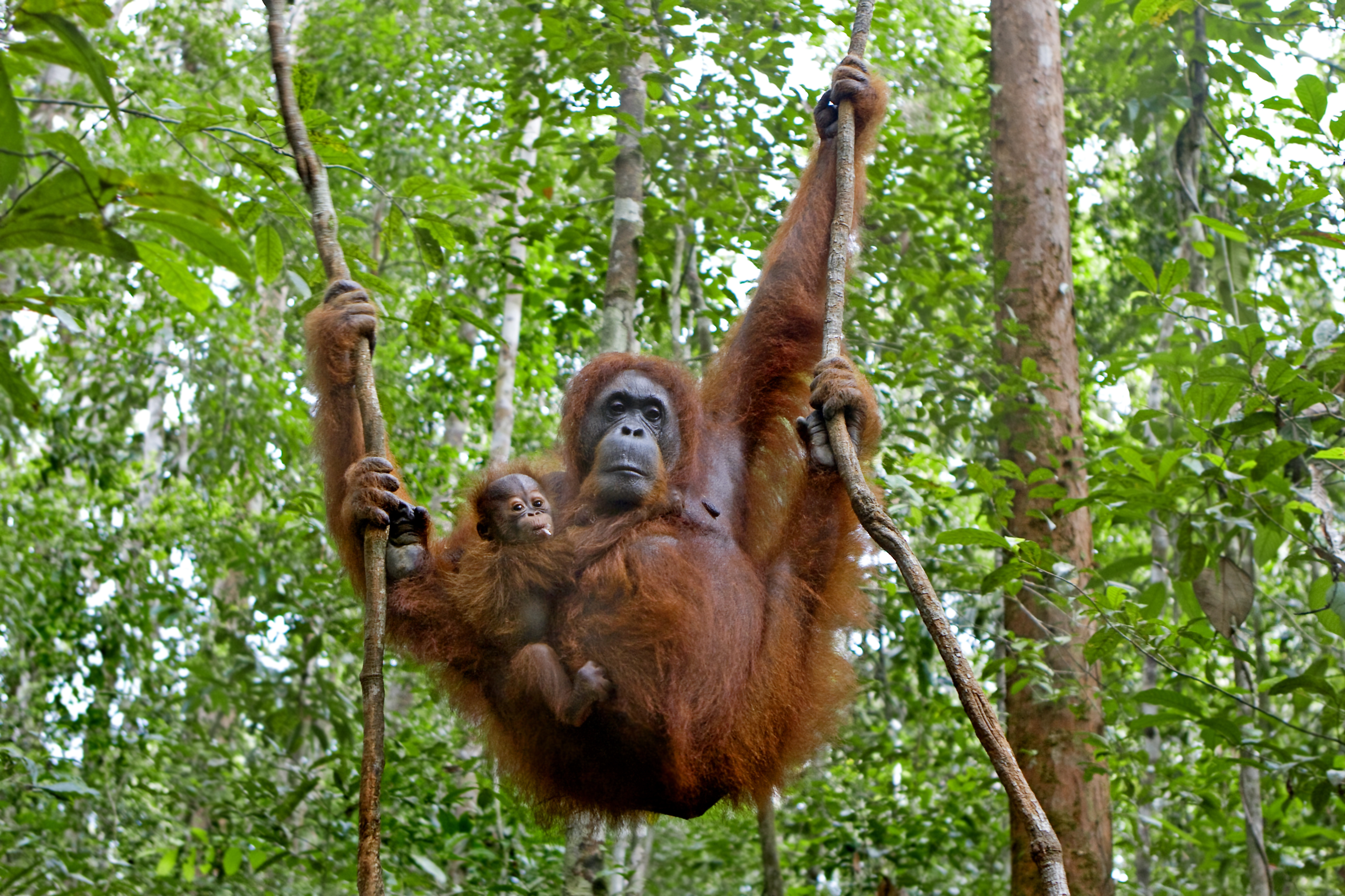 Female orangutan and young