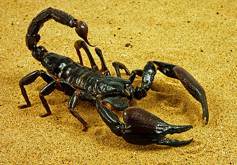 A scorpion prepares to sting