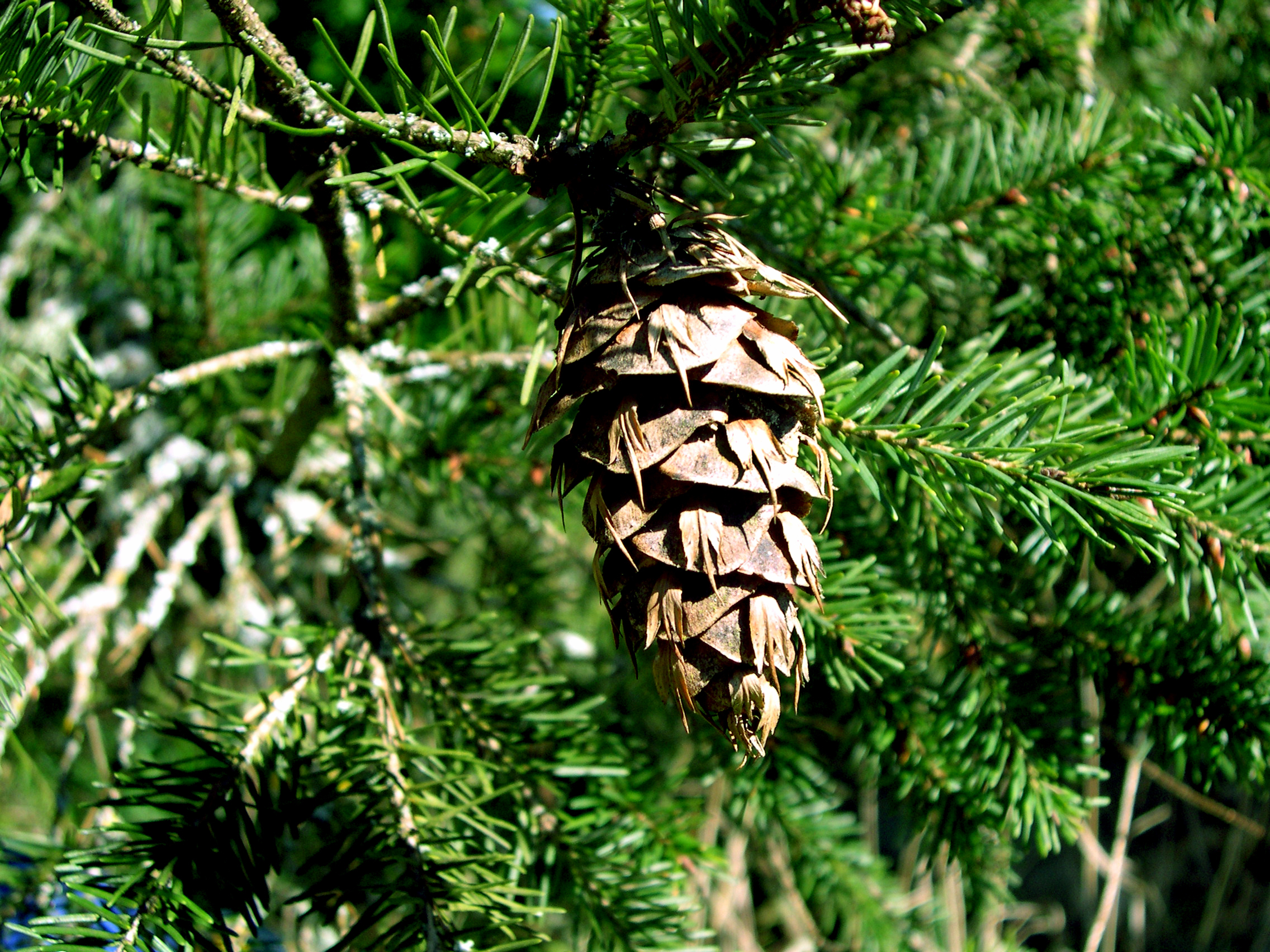 Douglas-fir cone