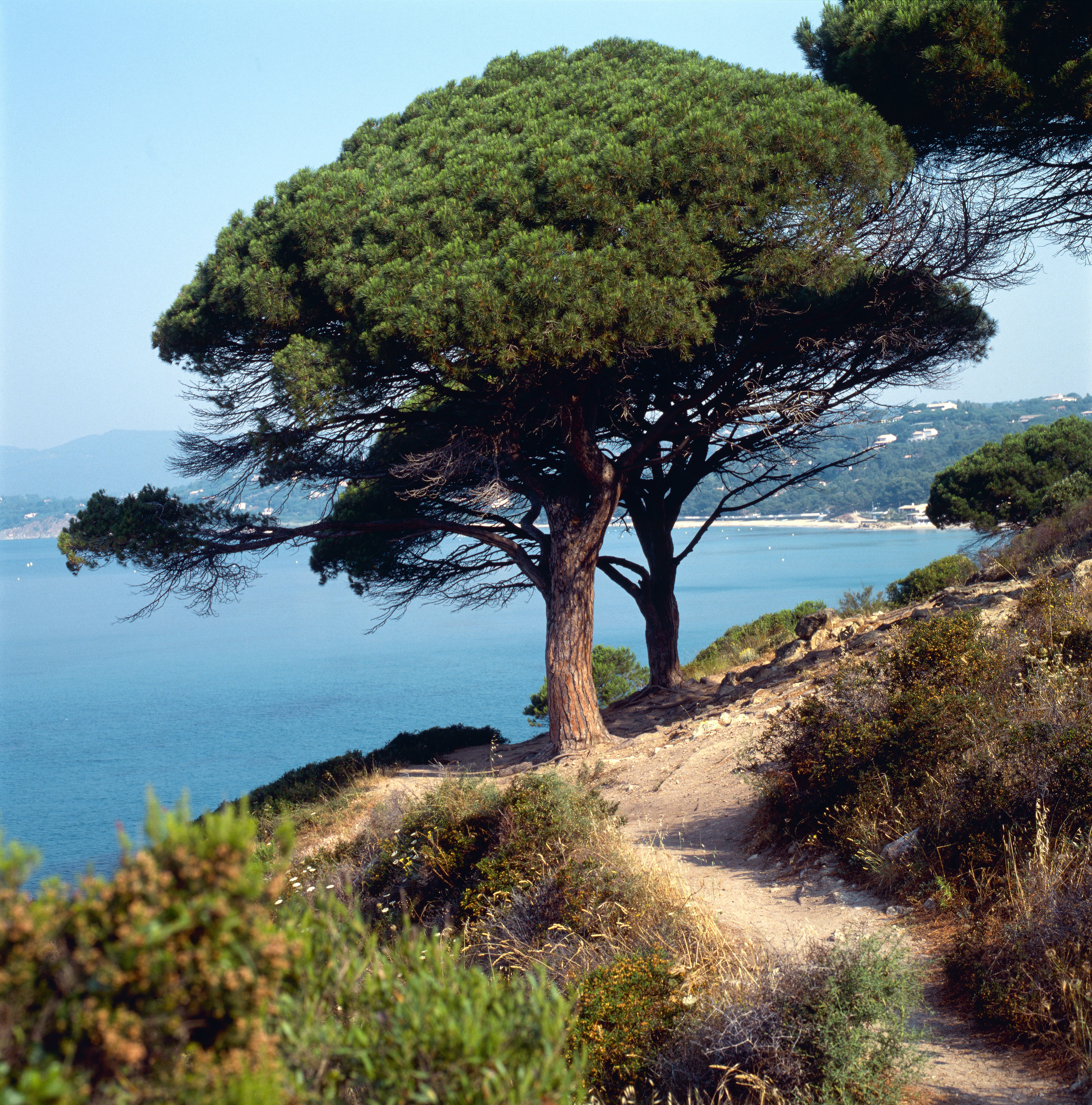 Mediterranean pine