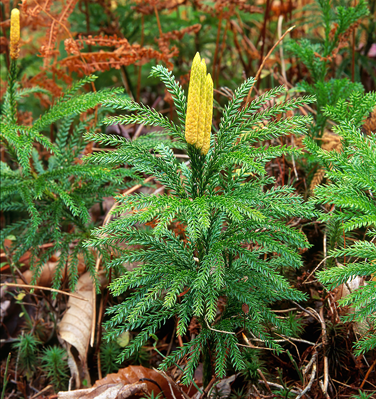 Common club moss