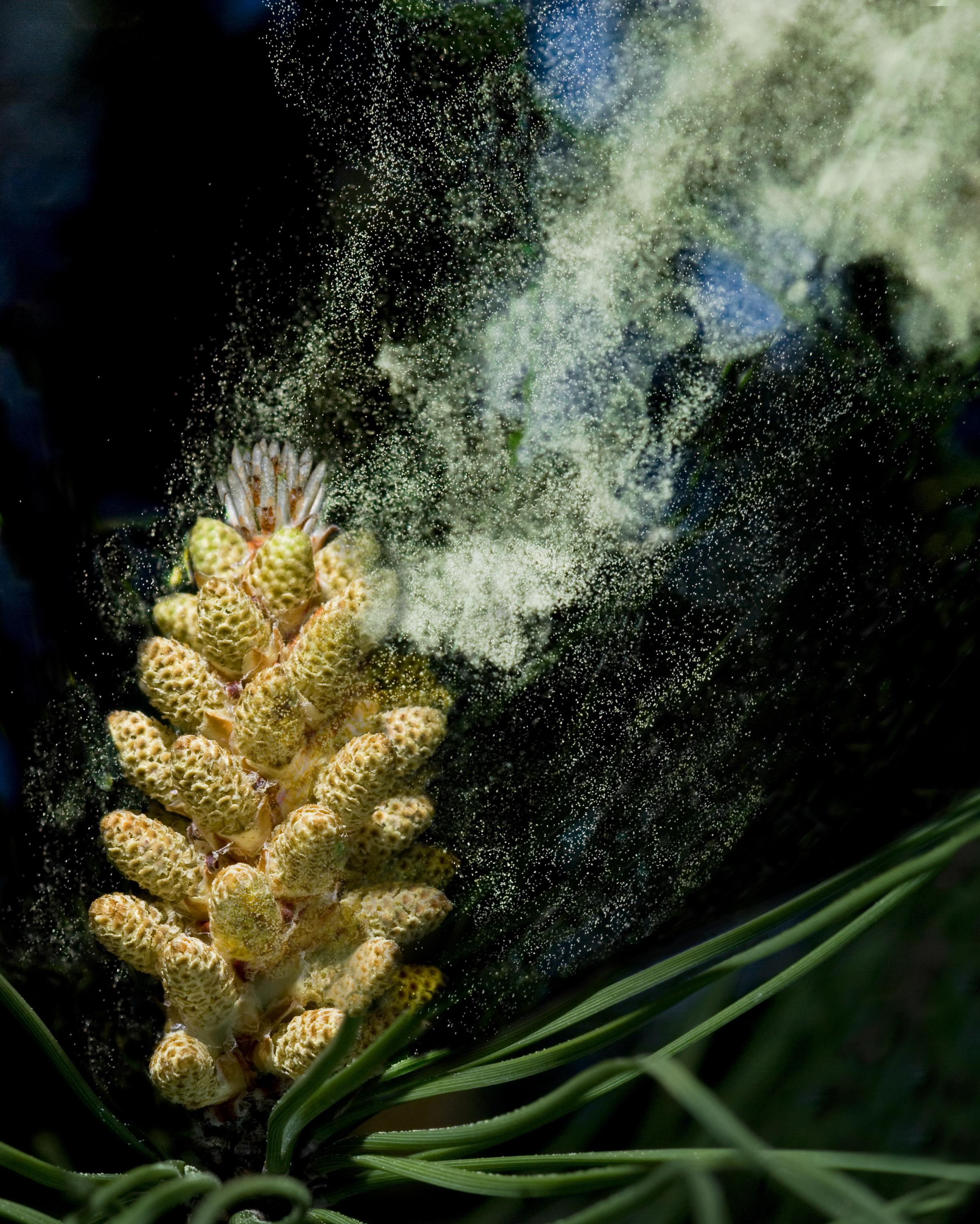 Conifer pollen