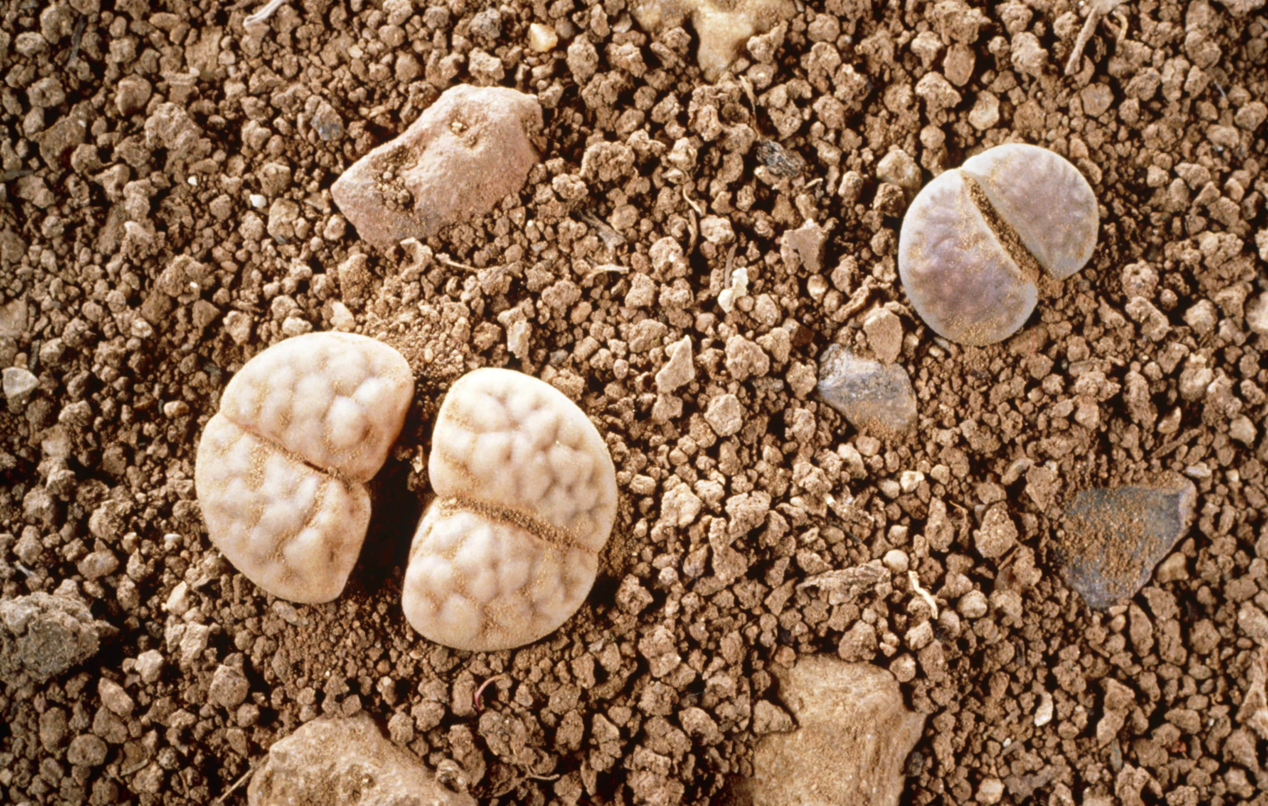 Stone plants