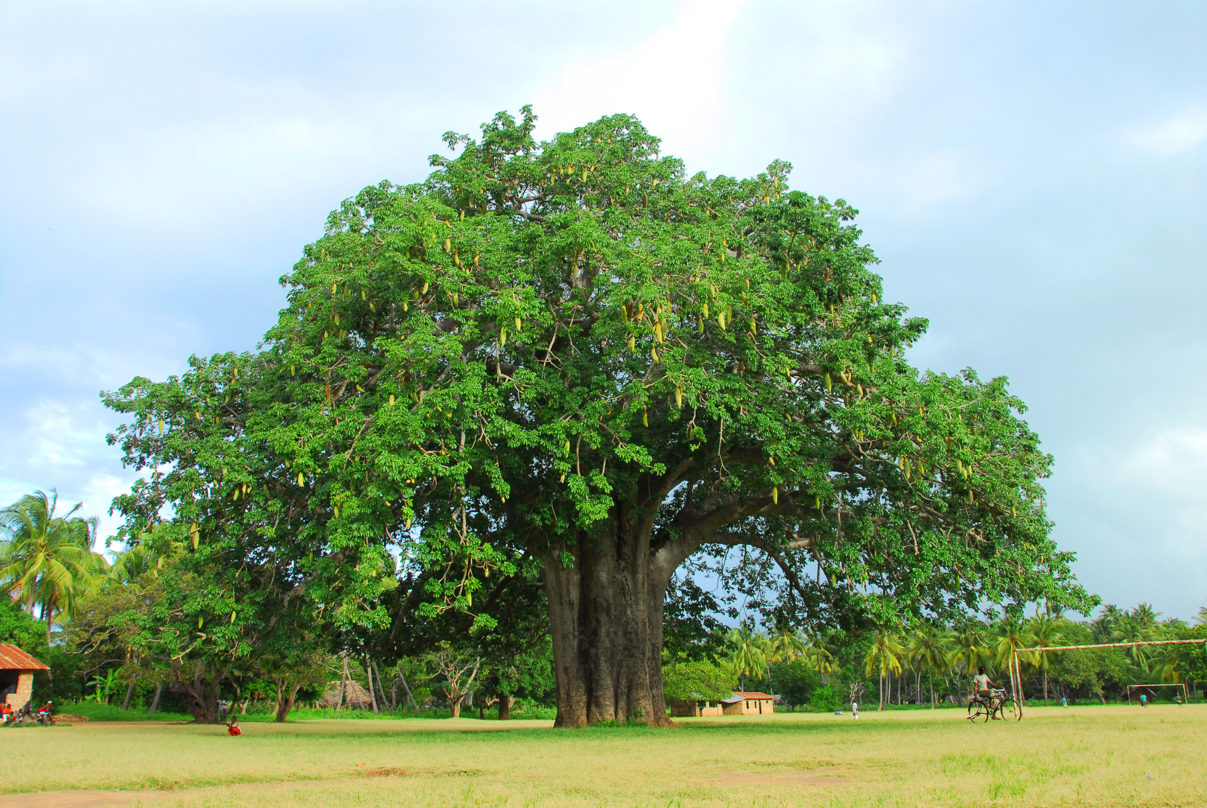 Baobab tree